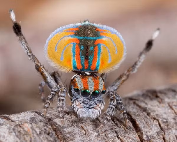 Loài nhện này giống như những chú công, nhện đực có một lớp vảy mỏng bao phủ phần bụng có thể nâng lên hạ xuống như là một cách hiển thị trong tình yêu.