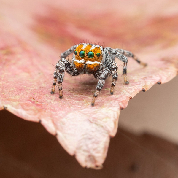 Giống như các loài nhện công khác, màu sắc sặc sỡ của M. nemo chỉ xuất hiện ở con đực, trong khi con cái chủ yếu là màu nâu giống với những con cái khác thuộc chi Maratus.