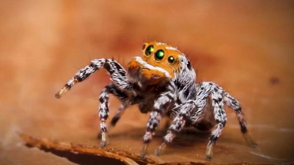 Con đực có thân màu nâu sẫm, phủ một lớp trắng và những chấm màu cam lấp ló gần bàn chân và ở các khớp chân của chúng. Phần mặt của chúng có màu cam rực rỡ, với một sọc trắng ngang dưới mắt và sọc trắng dọc ngắn hơn trên đầu.