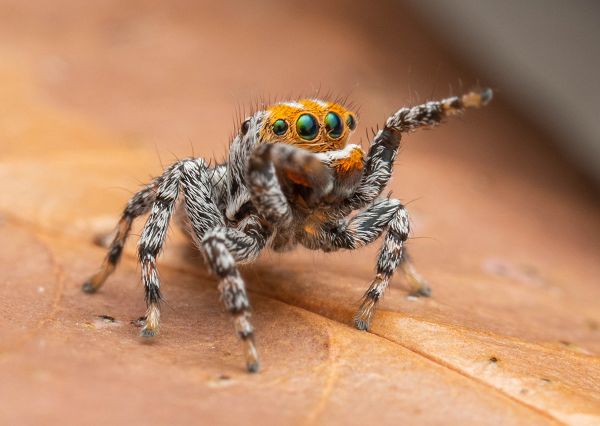 Vì đặc điểm ngoại hình khá giống với cá hề nên loài nhện này được đặt tên theo chú cá hề trong phim hoạt hình "Finding Nemo" là Nemo.