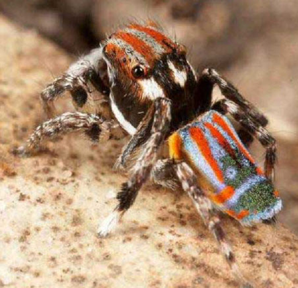 Nhện Peacock Spider đực có màu sắc óng ánh cực kỳ hấp dẫn: đỏ, xanh lá cây, xanh nước biển, vàng, đen. Bất kỳ màu sắc nào cũng rất rực rỡ, nổi bật. Phần đầu và ức phía trước thường có màu đen với những sọc dọc màu đỏ trong khi phần bụng phía trên lại màu xanh lá cây, xanh nước biển và đỏ.