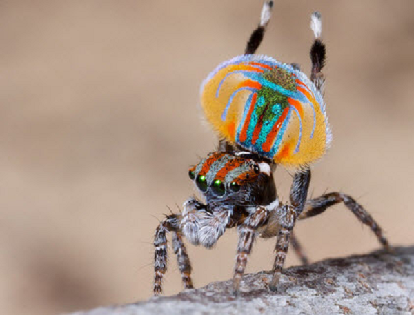 Đến nay, các nhà nghiên cứu đã đặt tên cho 92 loài nhện công Úc. Trong số đó, 76 loài đã được phát hiện từ năm 2010. Trường hợp nhện biết nhảy không phải lần đầu tiên được ghi nhận, loài nhện công Peacock Spider là một ví dụ.