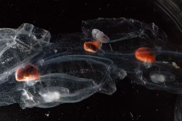 Nhà nghiên cứu ở Viện Khoa học Ngư nghiệp Quốc gia Hàn Quốc cho biết, không thể kết luận số lượng Salp tăng vọt là do biến đổi khí hậu hay yếu tố khác, nhưng nên tạm coi chúng là hiện tượng bình thường nếu không tiếp tục gia tăng trong thập kỷ tới.