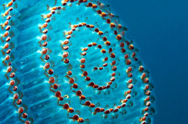 Thậm chí cấu trúc phôi thai của con người cũng giống Salp trước khi tiến hóa theo hướng khác.