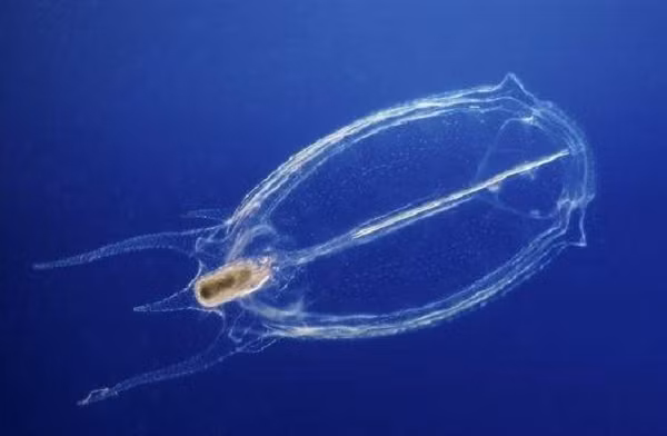 Động vật có túi bao (con Salp) được nhiều người coi là thành viên bậc thấp trong chuỗi thức ăn ở biển. Những con Salp có kích thước bằng ngón tay cái của người, bơi thành đàn có đến hàng tỷ con là thành viên.