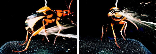 Nếu người dính phải "đại bác" của bọ rùa có thể bị bỏng rát, còn những loài côn trùng nhỏ như kiến, mối... thì chắc chắn mất mạng nếu trúng phải đòn tấn công này.