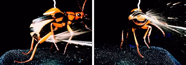 Nếu người dính phải "đại bác" của bọ rùa có thể bị bỏng rát, còn những loài côn trùng nhỏ như kiến, mối... thì chắc chắn mất mạng nếu trúng phải đòn tấn công này.