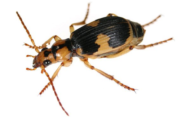 Sau khi làm thí nghiệm, các nhà khoa học cho biết, con bọ rùa bị kích thích, các cơ xung quanh khoang chứa chất lỏng sẽ co lại, và 2 hợp chất trên được đưa vào khoang phản ứng.