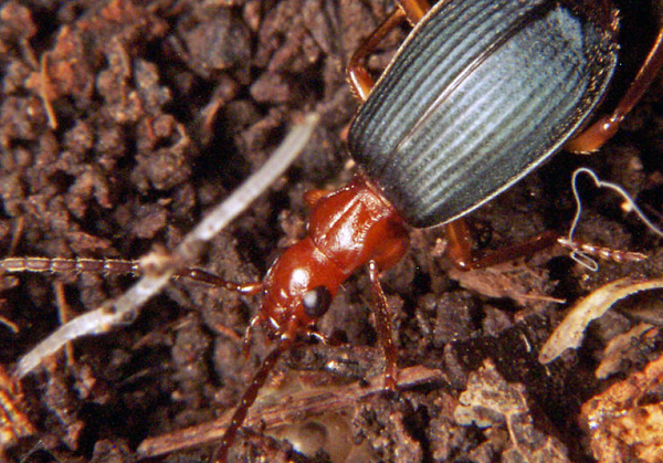 Tuy nhiên, bọ rùa "pháo thủ" kiểm soát rất tốt khả năng của mình. Giữa khoang chứa dung dịch (reservoir chamber) và khoang phản ứng (reaction chamber) có một chiếc van ngăn cách. Chỉ khi cần thiết, bọ rùa mới mở chiếc van này để sản xuất “đạn” rồi sau đó mở lỗ chóp bụng (exit channel) để “khai hỏa”.