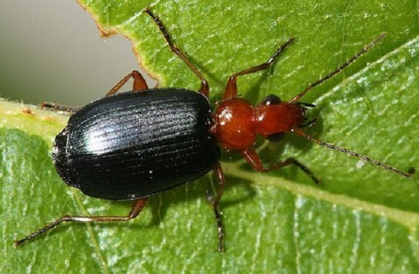 Dựa vào cơ chế bảo vệ mạnh mẽ này, loài bọ rùa này có thể liên tục điều chế vũ khí ngay cả sau khi bị kẻ thù nuốt chửng, khiến kẻ săn mồi buồn nôn, và cuối cùng phải nôn chúng ra ngoài.