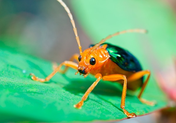 Tổng lượng chất độc tích trữ trong cơ thể của bọ "pháo thủ" có thể tung ra khoảng 20 đòn tấn công liên tiếp, đủ để khiến kẻ thù khiếp sợ. Vòi phun của một số loài bọ Châu Phi thậm chí có thể xoay 270 độ, có thể tung đòn tấn công một cách cực kỳ chính xác.