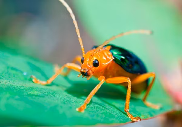 Tổng lượng chất độc tích trữ trong cơ thể của bọ "pháo thủ" có thể tung ra khoảng 20 đòn tấn công liên tiếp, đủ để khiến kẻ thù khiếp sợ. Vòi phun của một số loài bọ Châu Phi thậm chí có thể xoay 270 độ, có thể tung đòn tấn công một cách cực kỳ chính xác.