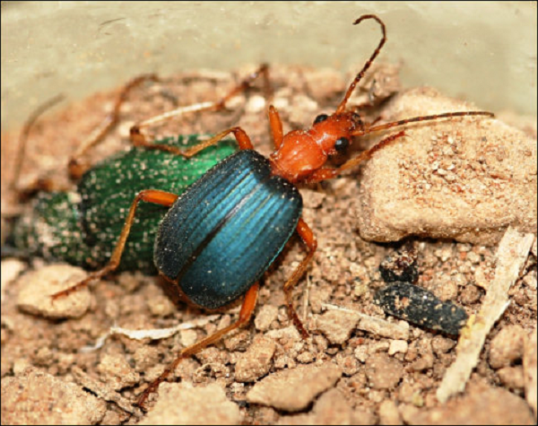 Một sinh vật nhỏ bé như bọ "pháo thủ" lại có thể sở hữu cơ chế phòng thủ "tối tân" đến khó tin, không kém gì các loại vũ khí sinh học.