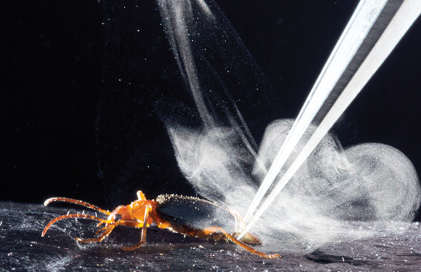 Qua nghiên cứu, có hai khoang đựng hydrogen peroxide và hydroquinones dạng lỏng. Hai hóa chất này sẽ được bọ rùa tiết ra, hòa lẫn trong một khoang riêng, với chất xúc tác bao gồm các enzyme như peroxidise và catalase.