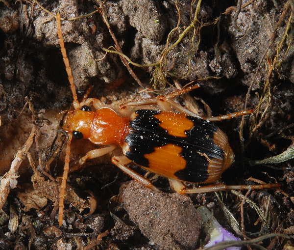 Nó biến thành khí nóng, và sau đó van của "buồng phản ứng" được mở, khí nóng và dung dịch nặng mùi phun ra ngoài và phát ra tiếng nổ, tung đòn chí mạng vào "kẻ thù".