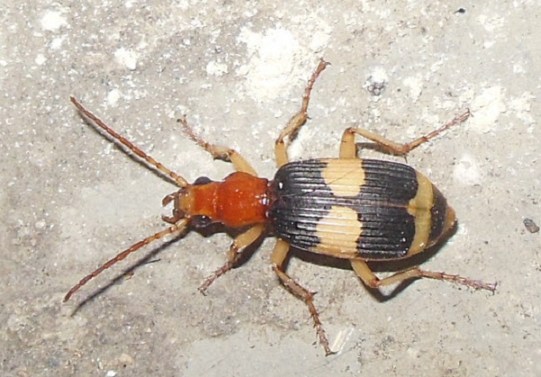 Lúc này hydroquinone và hydrogen peroxit phản ứng mạnh dưới tác dụng của enzym xúc tác, giải phóng rất nhiều nhiệt (gần 100 độ C) có thể làm bay hơi 1/5 hỗn hợp.