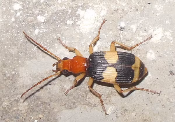 Lúc này hydroquinone và hydrogen peroxit phản ứng mạnh dưới tác dụng của enzym xúc tác, giải phóng rất nhiều nhiệt (gần 100 độ C) có thể làm bay hơi 1/5 hỗn hợp.