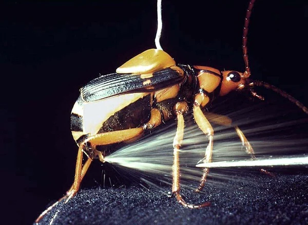 Loài bọ Carabidae, còn có tên là bọ rùa "pháo thủ", bọ cánh cứng thả bom, một số nơi còn gọi chúng là sâu rắm, là loài bọ cánh cứng đất trong các tông Brachinini, bao gồm hơn 500 loài.