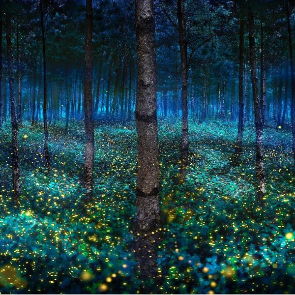 Mỗi khi màn đêm mới buông xuống, khu rừng ở thị trấn Nanacamilpa, bang Tlaxcala, Mexico như được khoác lên một chiếc áo kim tuyến lấp lánh nhờ ánh sáng từ hàng vạn con đom đóm.