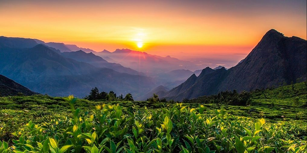 Khu trồng trà Kolukkumalai cách Munnar khoảng một tiếng rưỡi chạy xe sở hữu màu xanh đầy mê hoặc.