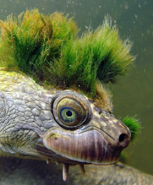 Số phận của rùa sông Mary cũng "độc" như vẻ ngoài của chúng vậy. Trong khoảng thập kỷ 60 - 70, chúng là những con thú nuôi thực sự được ưa chuộng.