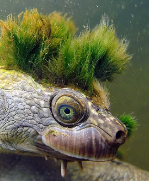 Số phận của rùa sông Mary cũng "độc" như vẻ ngoài của chúng vậy. Trong khoảng thập kỷ 60 - 70, chúng là những con thú nuôi thực sự được ưa chuộng.