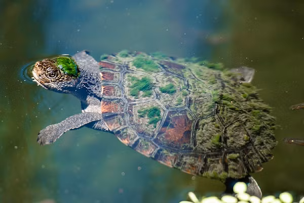 Rùa sông Mary khi trưởng thành có thể dài khoảng 40cm, và một điều kỳ lạ là có thể thở qua bộ phận sinh dục.