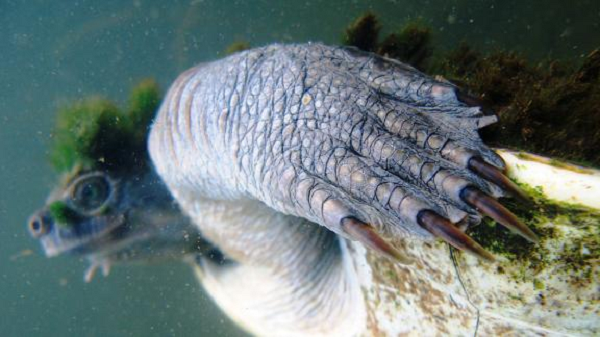 Rùa sông Mary xếp thứ 30 trong danh sách Động vật nguy cấp trên toàn cầu và đặc trưng tiến hóa của ZSL đối với bò sát. Danh sách được xếp loại theo động vật lưỡng cư, chim, san hô và động vật có vú, giúp định hướng công tác bảo tồn cho 100 loài có nguy cơ cao nhất.