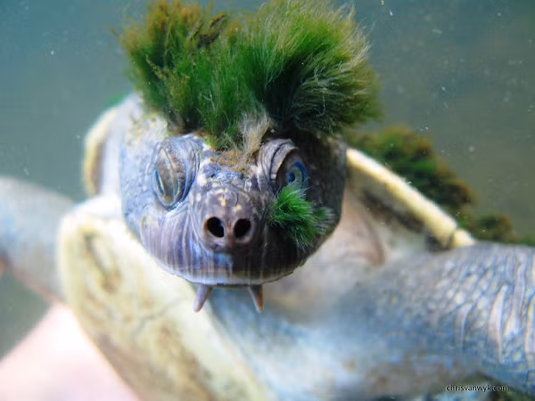 Đến nay, ước tính chỉ còn hơn 100 con rùa này còn tồn tại trên thế giới .