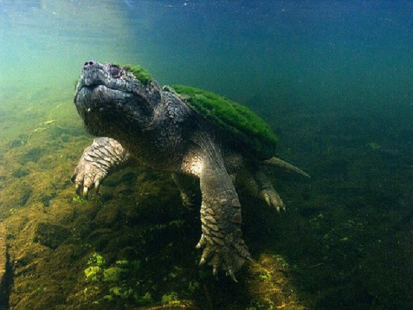 "Bò sát ít được chú ý bảo tồn hơn so với chim và động vật có vú. Tuy nhiên, danh sách bò sát nguy cấp chỉ ra những sinh vật này thực sự độc đáo, thú vị và dễ tổn thương tới mức nào", Rikki Gumbs, điều phối viên của ZSL, cho biết.