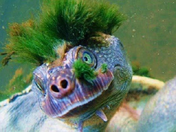 Ở giai đoạn này, mỗi năm có tới 15.000 rùa con được chuyển đến các hàng bán thú nuôi trên toàn Australia. Con người cướp tổ của chúng ngay trong môi trường tự nhiên. Và rồi chúng ta đã đẩy rùa sông Mary đến bờ vực tuyệt chủng.