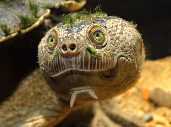 Chúng có cái đuôi rất dài - thậm chí có thể tới 70% chiều dài của mai. Bên dưới cằm chúng còn có 2 cái mấu như ngón tay mọc ra, với vai trò giúp chúng cảm nhận làn nước xung quanh.