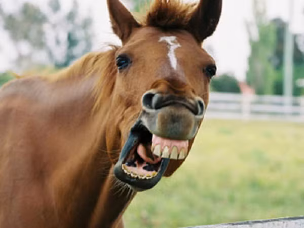 Ngựa có mắt lớn nhất trong những loài động vật có vú, mắt nằm hai bên mặt nên có nhãn quan rộng (thấy) hơn 350°, mắt tinh thấy rõ ban ngày cũng như ban đêm.