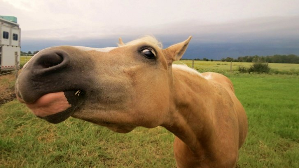 Khi cuộn môi trên và nhe răng, một con ngựa trông như đang cười. Tuy nhiên, trên thực tế, hành động này lại là một kỹ thuật đặc biệt, chúng thể hiện một phản ứng gọi là flehmen nếu sẵn sàng giao phối.