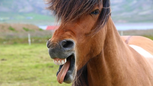 Ngựa không thể thở bằng mồm, chúng chỉ có thể dùng mũi để hô hấp vì thế bạn cần phải đảm bảo dây cương được buộc đúng quy cách.