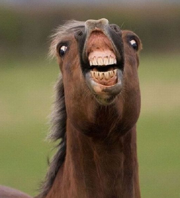 Hầu hết thời gian đôi tai của một con ngựa sẽ cùng hướng về phía chúng đang nhìn. Nếu đôi tai của chúng vểnh về hướng khác nhau, có thể là chúng đang nhìn hai thứ khác nhau cùng một thời điểm.