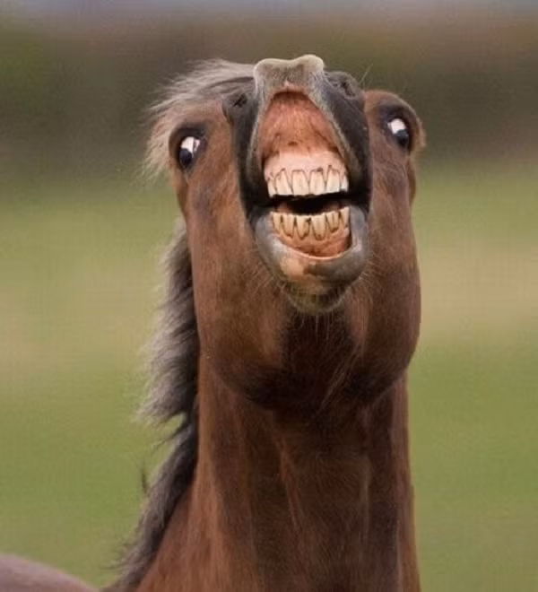 Hầu hết thời gian đôi tai của một con ngựa sẽ cùng hướng về phía chúng đang nhìn. Nếu đôi tai của chúng vểnh về hướng khác nhau, có thể là chúng đang nhìn hai thứ khác nhau cùng một thời điểm.