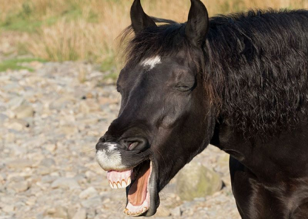 Một nghiên cứu đăng trên Tạp chí Animal Behavior Magaztreen cho biết nếu bạn tử tế với ngựa, ngựa có thể trở thành người bạn chung thủy nhất và lâu bền nhất.