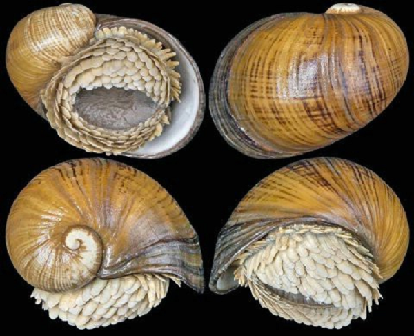 Các nhà khoa học tin rằng khả năng chịu đựng này đã giúp ốc sên sống sót khi sắt trong môi trường phản ứng với chất lưu huỳnh trên vỏ ốc, tạo ra lưu huỳnh sắt. Do điều này có thể xảy ra ở nhiệt độ thấp hơn nên nghiên cứu có thể ứng dụng và các ngành công nghiệp.