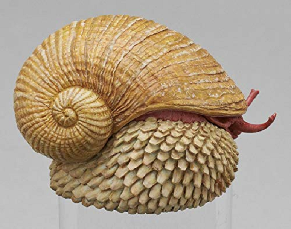 Nhưng trên thực tế cho tới nay, việc tại sao chúng lại có được bộ giáp như vậy và bộ giáp của chúng được hình thành như thế nào vẫn còn là một câu hỏi chưa có lời giải đáp.