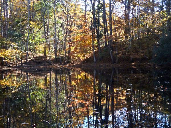 Điều này đe dọa nghiêm trọng đến động vật hoang dã, hệ sinh thái, các trang trại và cả các doanh nghiệp sống dựa vào rừng ở địa phương. Nước biển dâng do biến đổi khí hậu không chỉ đang làm cho các vùng đất tích nước hơn mà cũng khiến chúng mặn hơn.