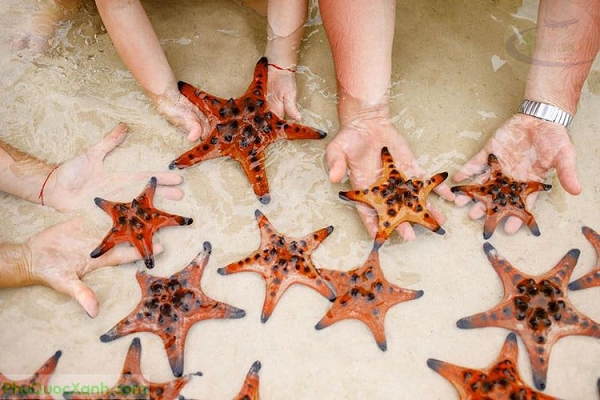 Sao biển di chuyển bằng chân ống và có hệ thống mạch nước tiên tiến. Dù không có máu nhưng thay vào đó chúng lấy nước biển qua tấm sàng, hay còn gọi là madreporit, nằm trên đỉnh của sao biển. Sau đó sử dụng nó để lấp đầy chân của chúng.