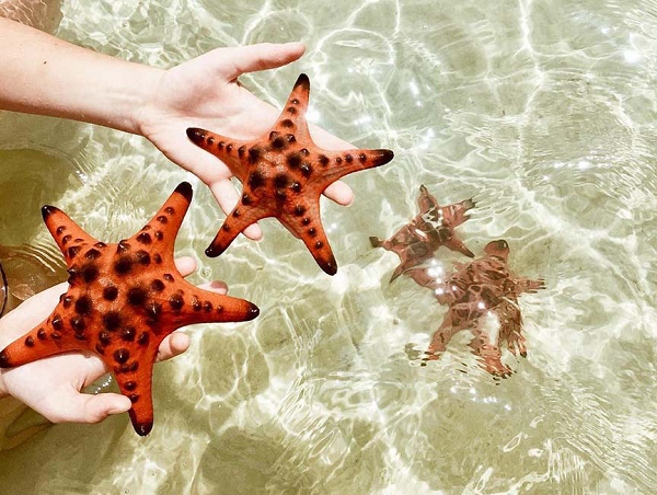 Những bức ảnh sống ảo cùng sao biển được cư dân mạng trầm trồ, tấm khen ngợi đã khiến nhiều khách du lịch không ngần ngại bắt rất nhiều sao biển lên để làm đạo cụ chụp ảnh.
