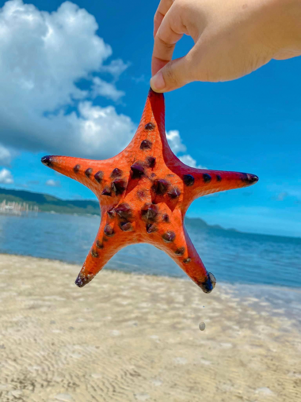 Vì da người thường có một lớp dầu và rất nhiều vi khuẩn sinh trưởng trong đó, đặc biệt là đôi tay. Cơ thể sao biển được bao phủ bởi những mô mỏng và mềm, chúng có nguy cơ nhiễm độc tố cao dù bạn chỉ chạm nhẹ.