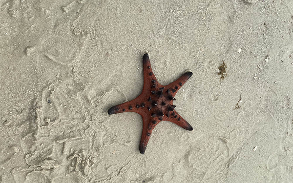 Ngoài ra, việc dùng tay không bắt sao biển ra khỏi nước không đúng kỹ thuật cũng có thể gây ra cái chết từ từ và đau đớn cho chúng.