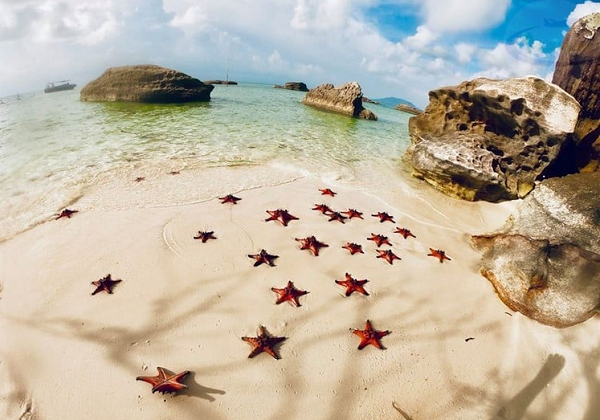 Sao biển sống ở tất cả các đại dương trên thế giới. Chúng có thể được tìm thấy trong môi trường từ nhiệt đới đến vùng cực, và từ vùng nước sâu đến nông.