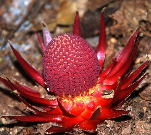 "Cây ma cà rồng" rất hiếm và thường sống "ẩn dật". Hoa của nó màu đỏ và có vảy, thường nở trong mùa khô để "ăn" các loại thực vật khác