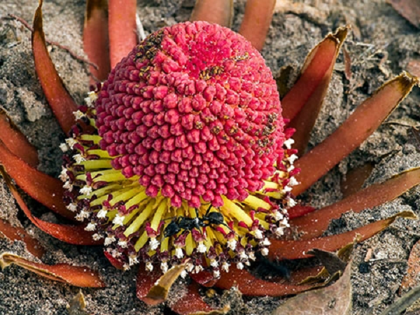 Hiện các nhà khoa học đã phát hiện 4 loài thuộc chi Langsdorffia: L. hypogaea Mart., phổ biến khắp Trung và Nam Mỹ; L. malagasica, loài đặc hữu của Madagascar; L. papees Geesink ở Papua New Guinea; và L. heterotepala giới hạn ở một số ít các khu rừng ở phía nam và đông nam của Brazil.