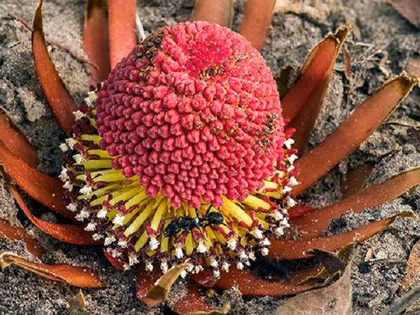 Hiện các nhà khoa học đã phát hiện 4 loài thuộc chi Langsdorffia: L. hypogaea Mart., phổ biến khắp Trung và Nam Mỹ; L. malagasica, loài đặc hữu của Madagascar; L. papees Geesink ở Papua New Guinea; và L. heterotepala giới hạn ở một số ít các khu rừng ở phía nam và đông nam của Brazil.