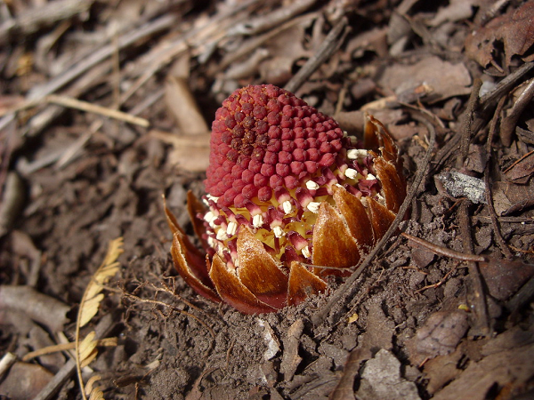 Điều thú vị là trong các loại Langsdorffia tiết ra mật hoa theo những cách khác nhau.